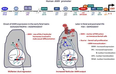 AMH Regulation by Steroids in the Mammalian Testis: Underlying Mechanisms and Clinical Implications